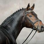 Belstaff / Mane Stream Belstaff