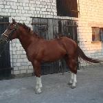 Ruben-R