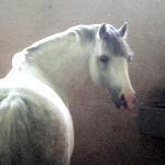 Billy