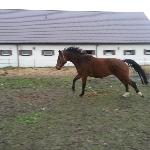Prestiż