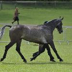 Casper Van Overis Z
