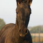 Galahad - Galahad - 5 miesięcy<br />&copy; Dorota Leszczyńska