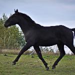 Galahad