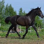 Galahad