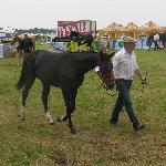Klara-W<br /><i>XV Powiatowa Wystawa Koni Hodowlanych damasławek 2013r.</i>