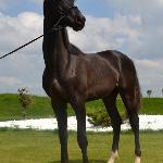 Elastor M - 2013<br />&copy; Quźnia