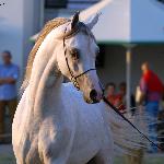 Barok - Barok 2013<br />&copy; Anna Pyzara-Nakoniechnaia