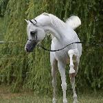 Barok