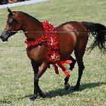 Piniata - Piniata 2015<br />&copy; Anna Pyzara-Nakoniechnaia