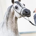 Perfinka<br />&copy; Oliwia Chmielewska - chmielewskafoto.pl