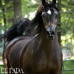 El Fada<br />&copy; Stuart Vesty