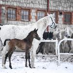 Dolores - z ogierkiem Dialekt, 2024<br />&copy; Karolina Misztal