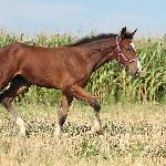 Bonus Melior Optimus - 25-08-2012<br />&copy; Joanna Dzikowska