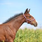 Bonus Melior Optimus - 25-08-2012<br />&copy; Martyna Gruszka