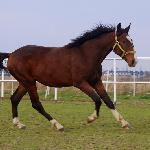 Bonus Melior Optimus - 01.11.2013<br />&copy; Agnieszka Cwynar