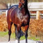 Contendro II