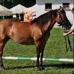 Werda - Klikowa 2012r.