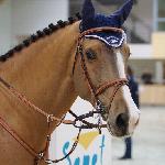 Abigej (Apache) - Abigej -ZO-B** Sopot 2014<br />&copy; Małgorzata Odyniec