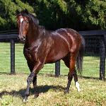 Fusaichi Pegasus