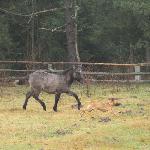 Pinus - 27.11.2012<br />&copy; Beata Gan