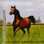 Enezja