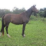 Chastrovia SZ