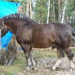 Bokser