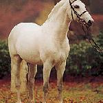Carolus II / Capitolino / Carolus H