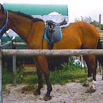 Timur (Kwidzyn) - Timur(Kwidzyn) w Łeba-Nowęcin 2004r.<br />&copy; Milena Piątkowska