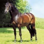 Caretello B