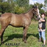 Brylant