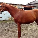 Diados