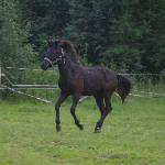 Wicher