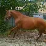 Mirabelka