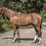 Juwentus - Baborówko Horse Sale Show 2018<br />&copy; M&R Photo