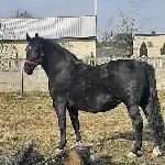 Finezja