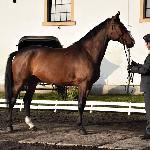 Czarna Hańcza<br /><i>Jesienny Przegląd Hodowlany - 27.10.2016</i>
