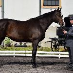 Czarna Hańcza<br />&copy; J.Ł.<br /><i>Wiosenny Przegląd Hodowlany w SK Racot 27 kwietnia 2018</i>