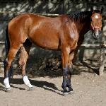 Rosynant