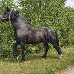 Admirał