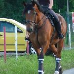 Wicher<br />&copy; fot. Joanna Jaszczak