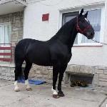Basior