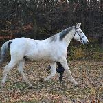 Sotti<br />&copy; Zagroda Jeździecka Mustang