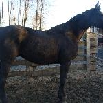 Picador - Marzec 2013 r.