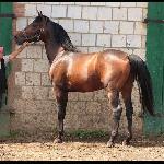 Polan