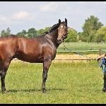Polan