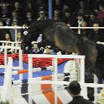 Courtier