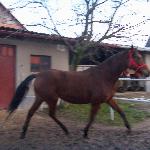 Dalmacja