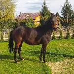 Etola