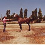 Bahroma / Bakhroma